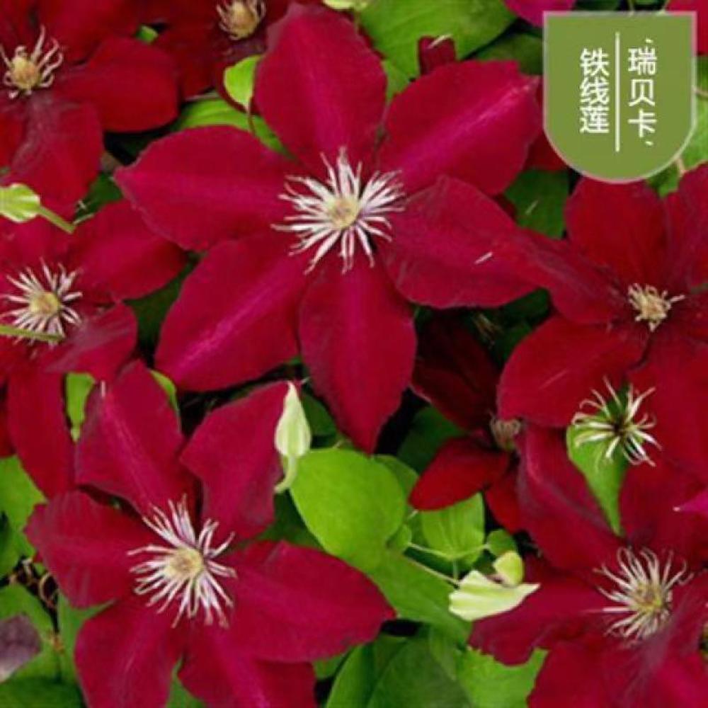 25pc CLEMATIS SEEDS Garden Plant Flower vine climber USA seller FREE shipping