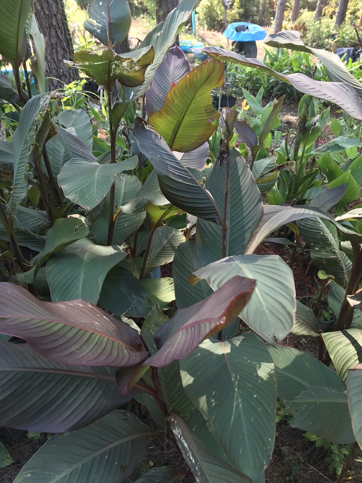 10 Bulb MixCanna Delight Mix Various Cannas Including Cleopatra And Tiger Bengal