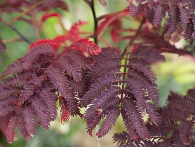 20 “COLD STARIFIED” Chocolate Mimosa Tree Seeds Silk Tree Albizia julibrissin