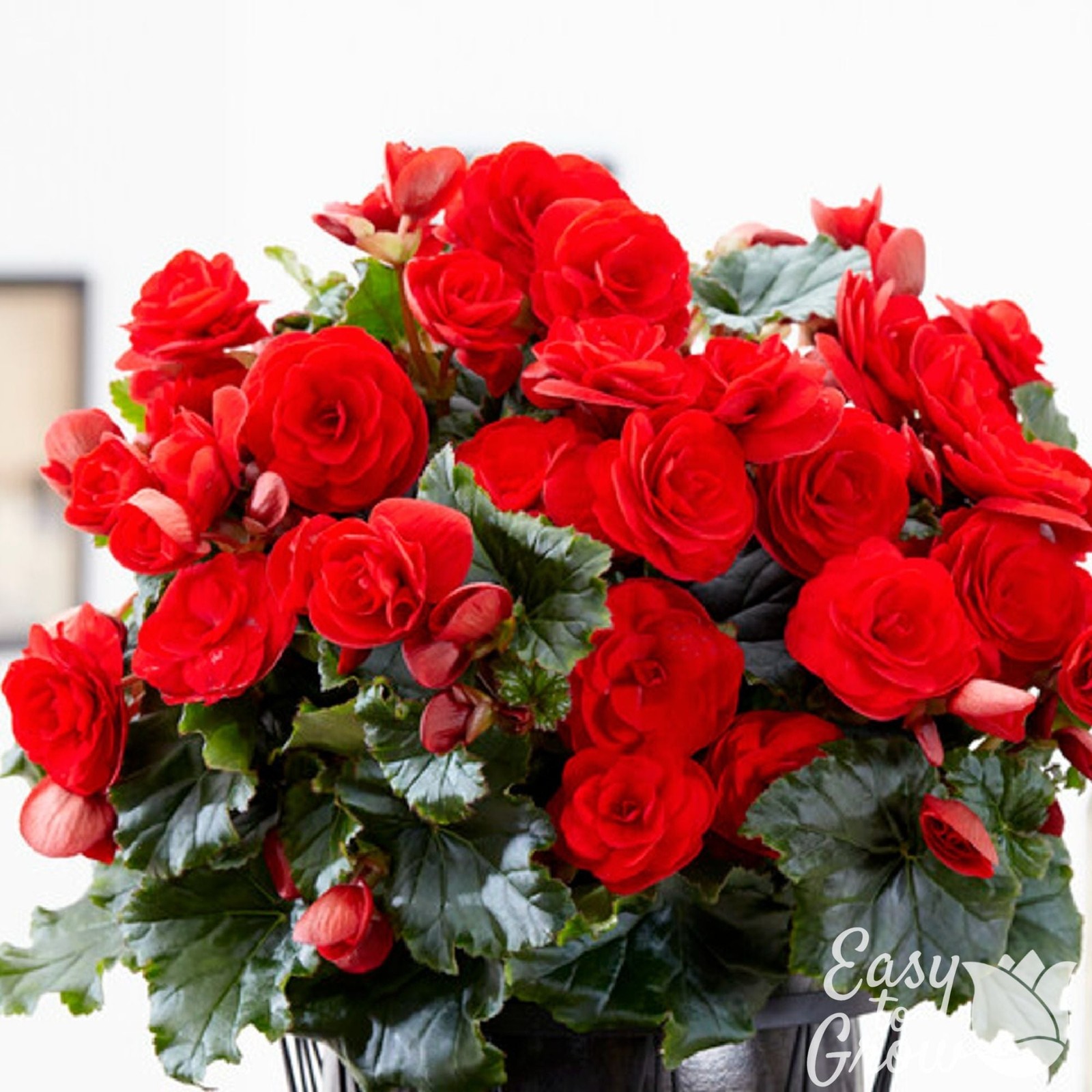 Begonia Giant Ruffled Red 3 Plant Bulbs – Summer Tropical Blooms, Easy to Grow