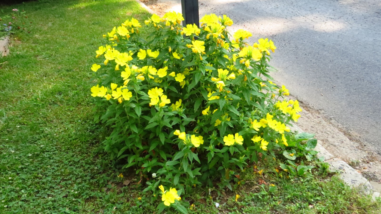 25 Common Evening Primrose Seeds, Yellow Flower Clusters.Perennial.