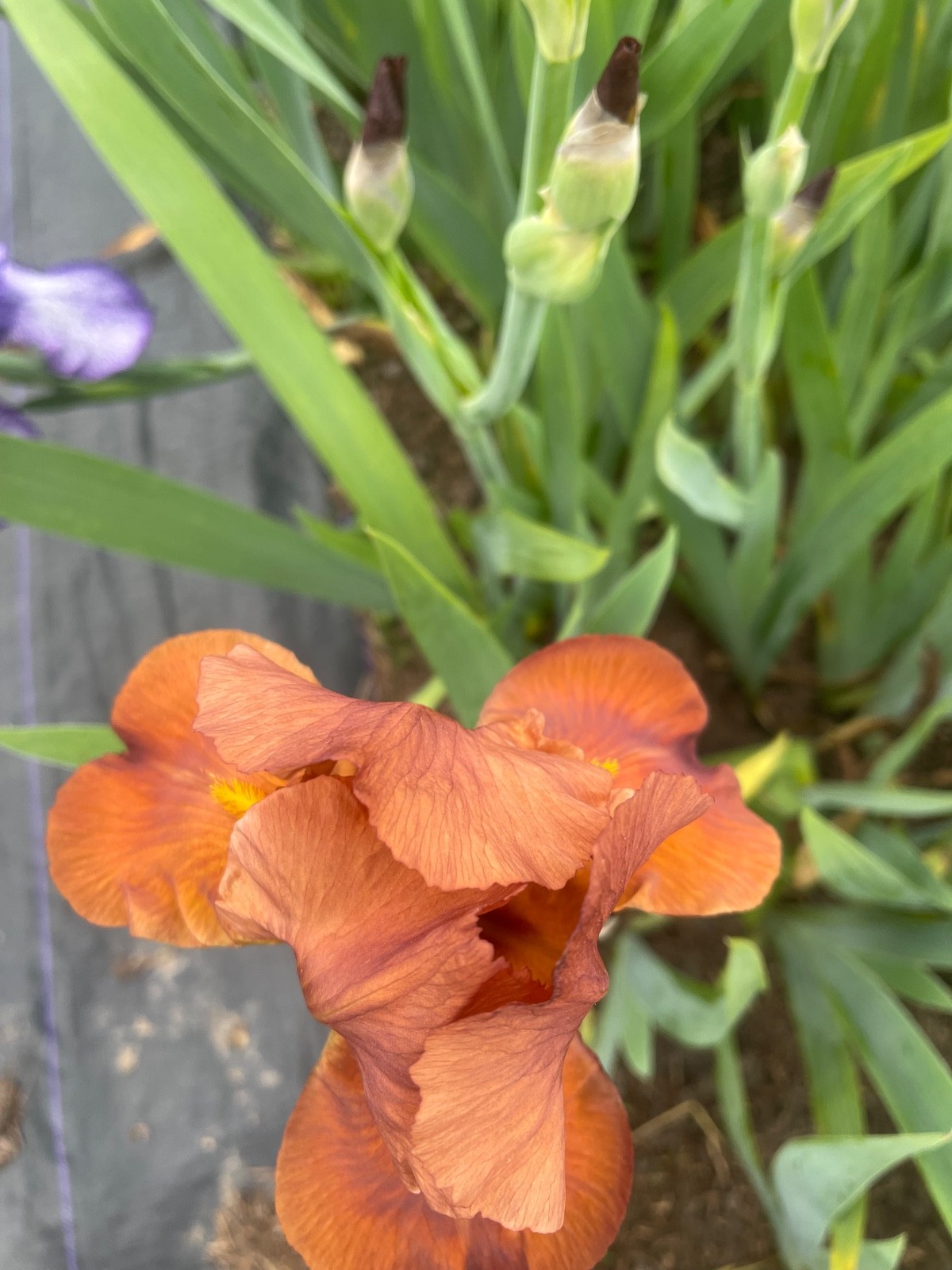 10 Fresh Dug Iris Rhizomes – Mixed Colors & Varieties