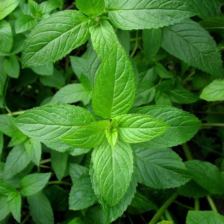 Mixed Mint Seeds 500++ Peppermint + spearmint herb NON-GMO Heirloom Vegetable !