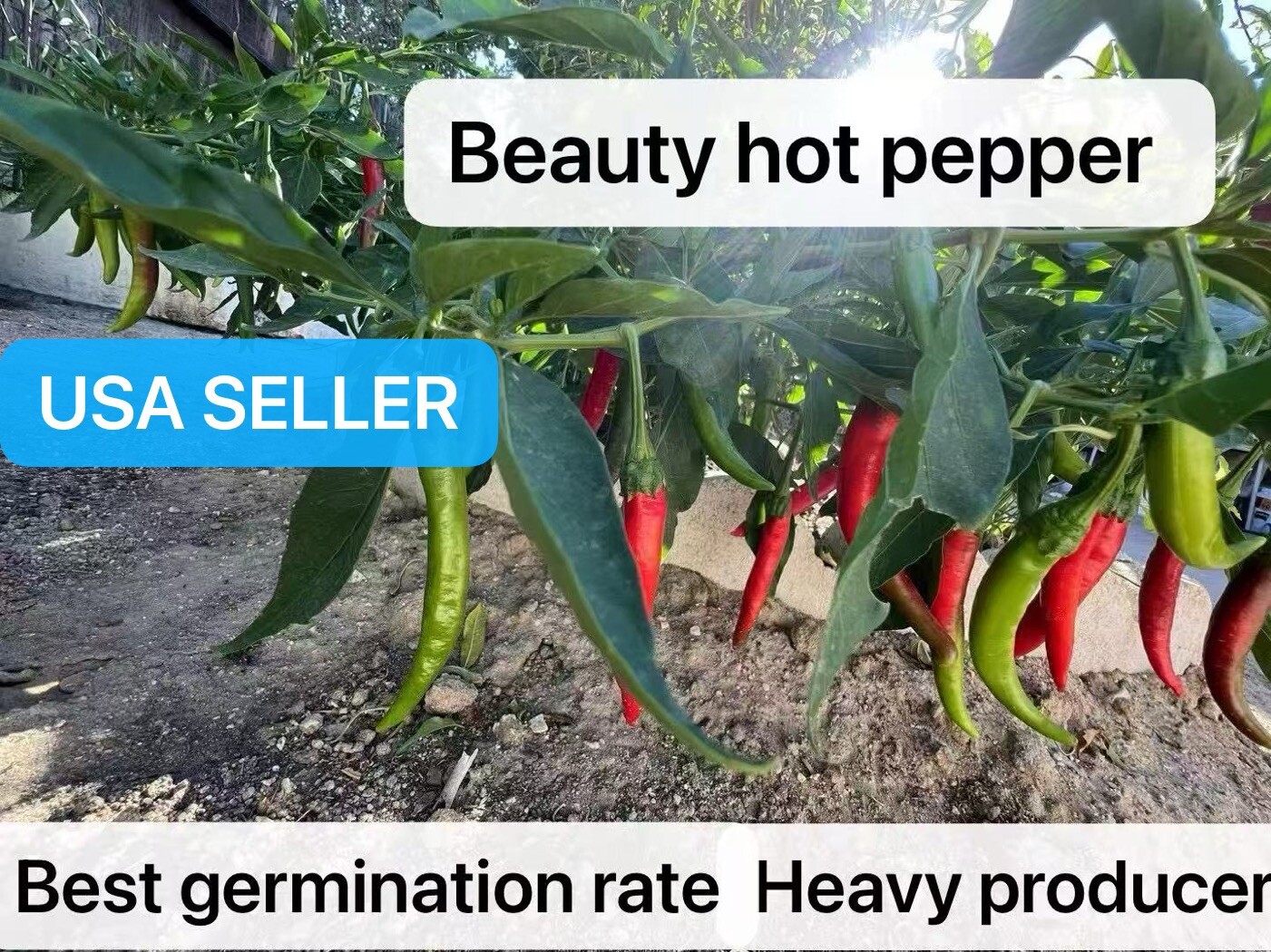 30+ Beauty hot pepper seeds Hybrid F1 vegetable gardening Seeds Produced By 2024