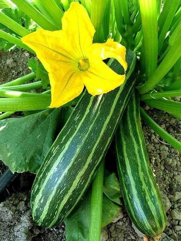 100+ Cocozelle Zucchini Seeds — Summer Squash — Italian Squash — RARE