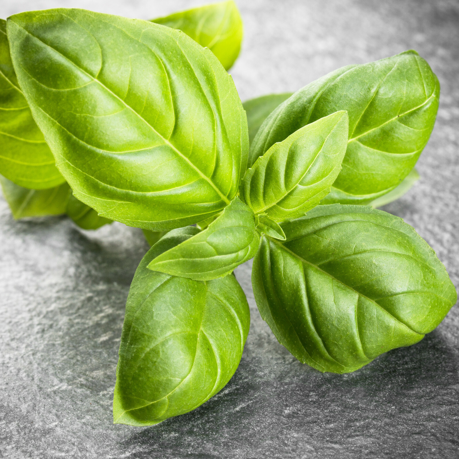 Culinary Herb Seeds Survival Kit or Grow Indoors: Basil Parsley Oregano Marjoram