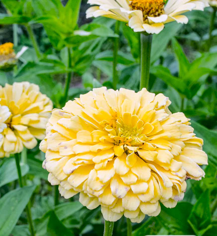 Isabellina Baby Yellow Zinnia Seeds – For 2025 Planting Lemon Queen Bright Sunny