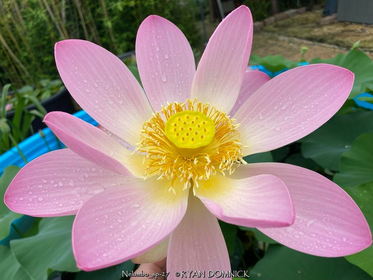BULK SEEDS!…Nelumbo sp…Water Lotus (mixed flower colors)…QTY/bag=50