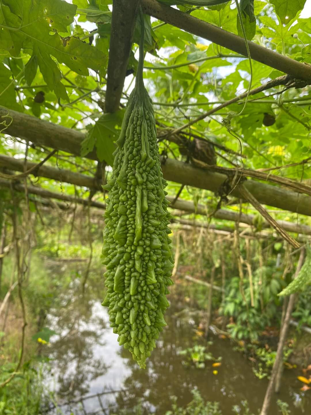Indian Long Bitter Melon Seeds, Khổ qua rừng gai. Non-GMO Heirloom