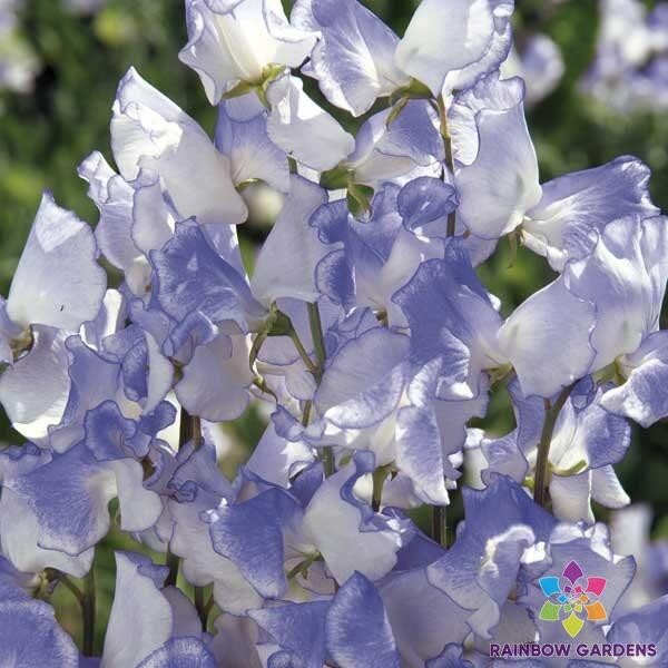 50+ Blue Ripple Sweet Pea Seeds for Garden Planting – USA – FREE SHIPPING!