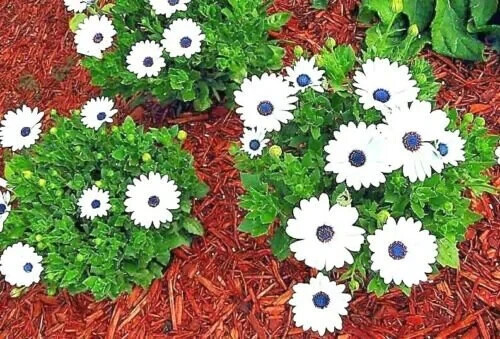 101+CAPE DAISY Flower Seeds African Wildflower Cape Marigold Drought Tolerant