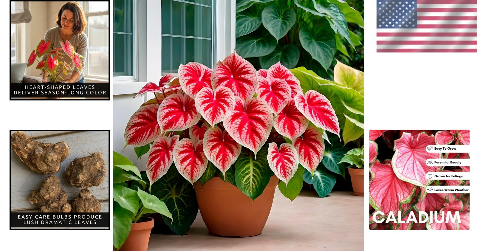Stunning 6 Crimson Sky Caladium Bulbs – Heirloom Tropical Foliage for Containers