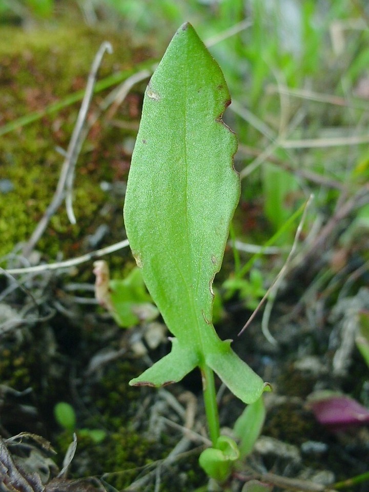 1/8 TSP 100 Seeds Red Sorrel Rumex Acetosella Organic Non-GMO Tea Medicinal Herb