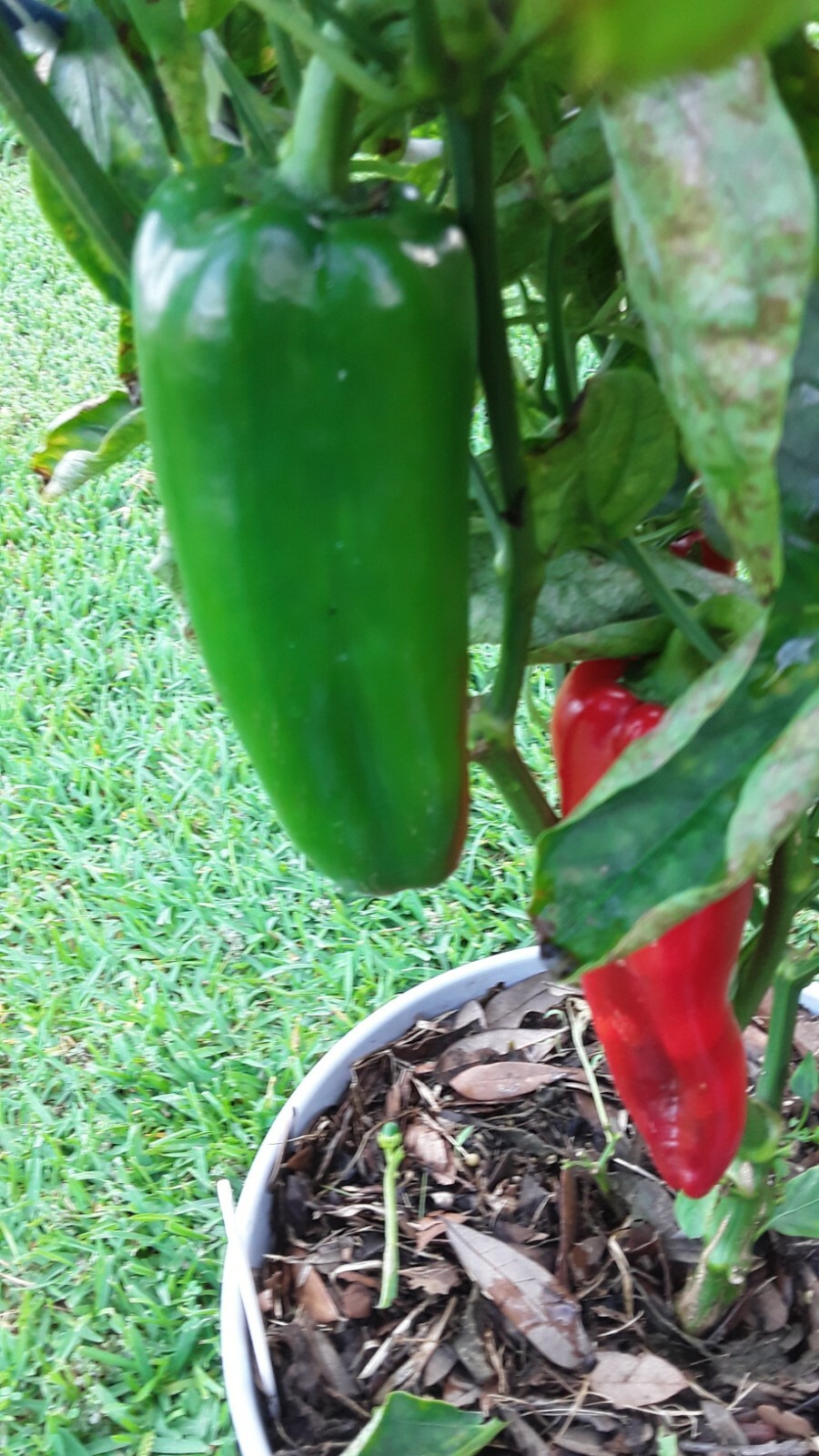 50+ Giant Marconi Rosso Pepper Seeds Sweet NON GMO Open Pollinated Prolific