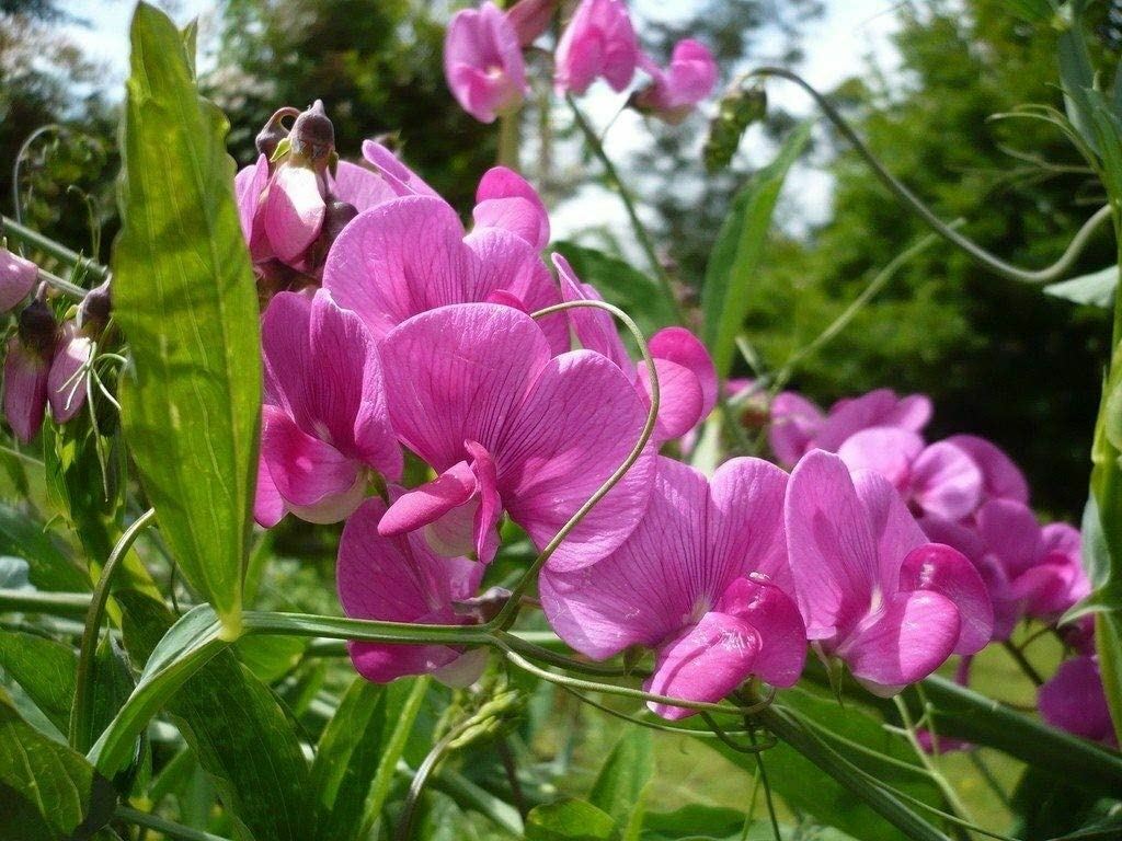 Sweet Pea Flower Seeds, “COOL BEANS N SPROUTS” Brand. Non-GMO. Home Gardening.