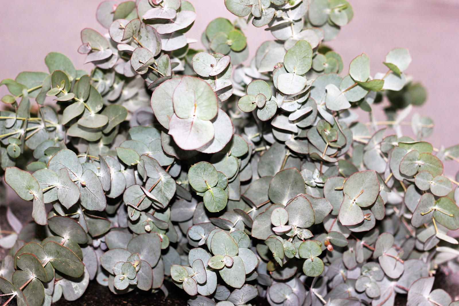 20 SILVER DROP EUCALYPTUS Gunnii Cider Gum Silver Blue Foliage Florist Tree Seed