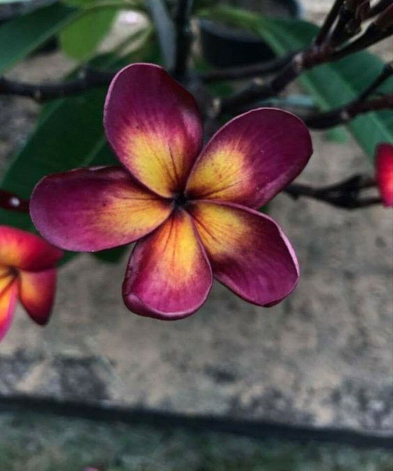5 Lavendar Yellow Plumeria Seeds Plants Flower Hawaiian Flowers Perennial Seed