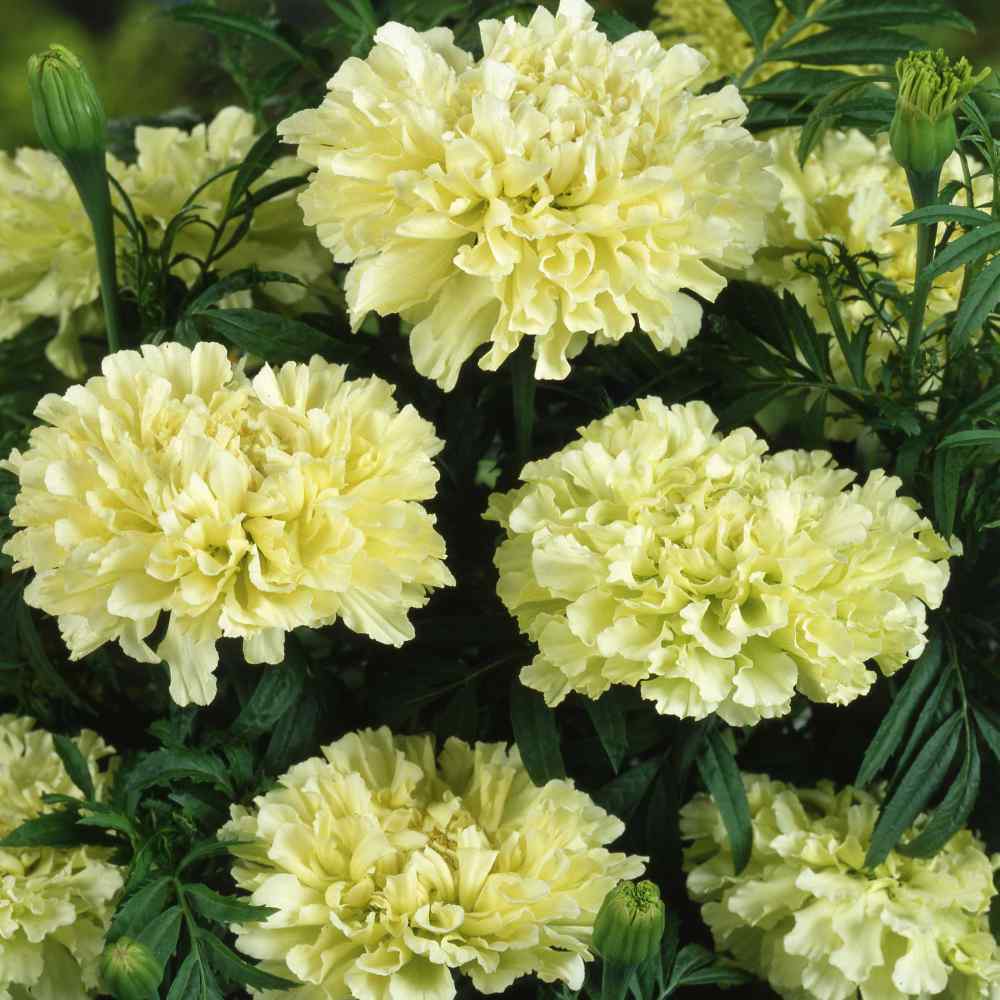 African Marigold Kilimanjaro WHITE Tall 18” Beneficial Plant Non-GMO 30 Seeds!