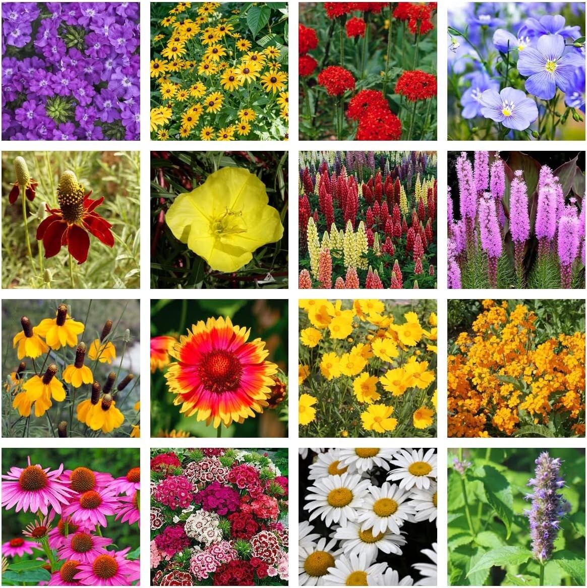Revitalize Your Yard with Bulk Wildflower Seed Shaker – 900,000+ Organic Seeds