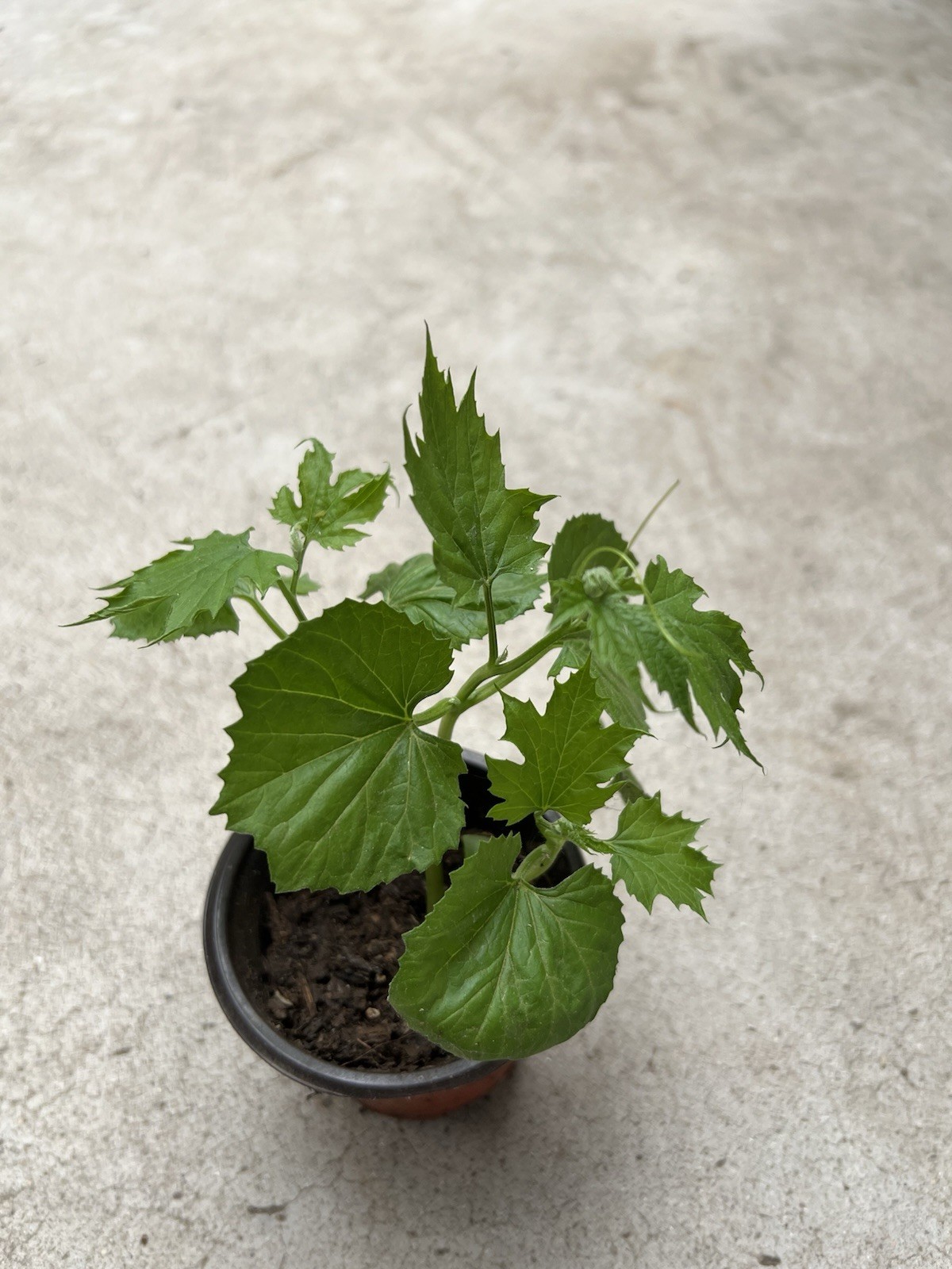 BitterMelon Starter Plant With Pot Live Vegetable Ready To Plant