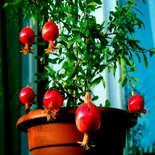 20 DWARF Pomegranate Tree Seeds (Punica granatum) Nana Garden Fruit House Plant