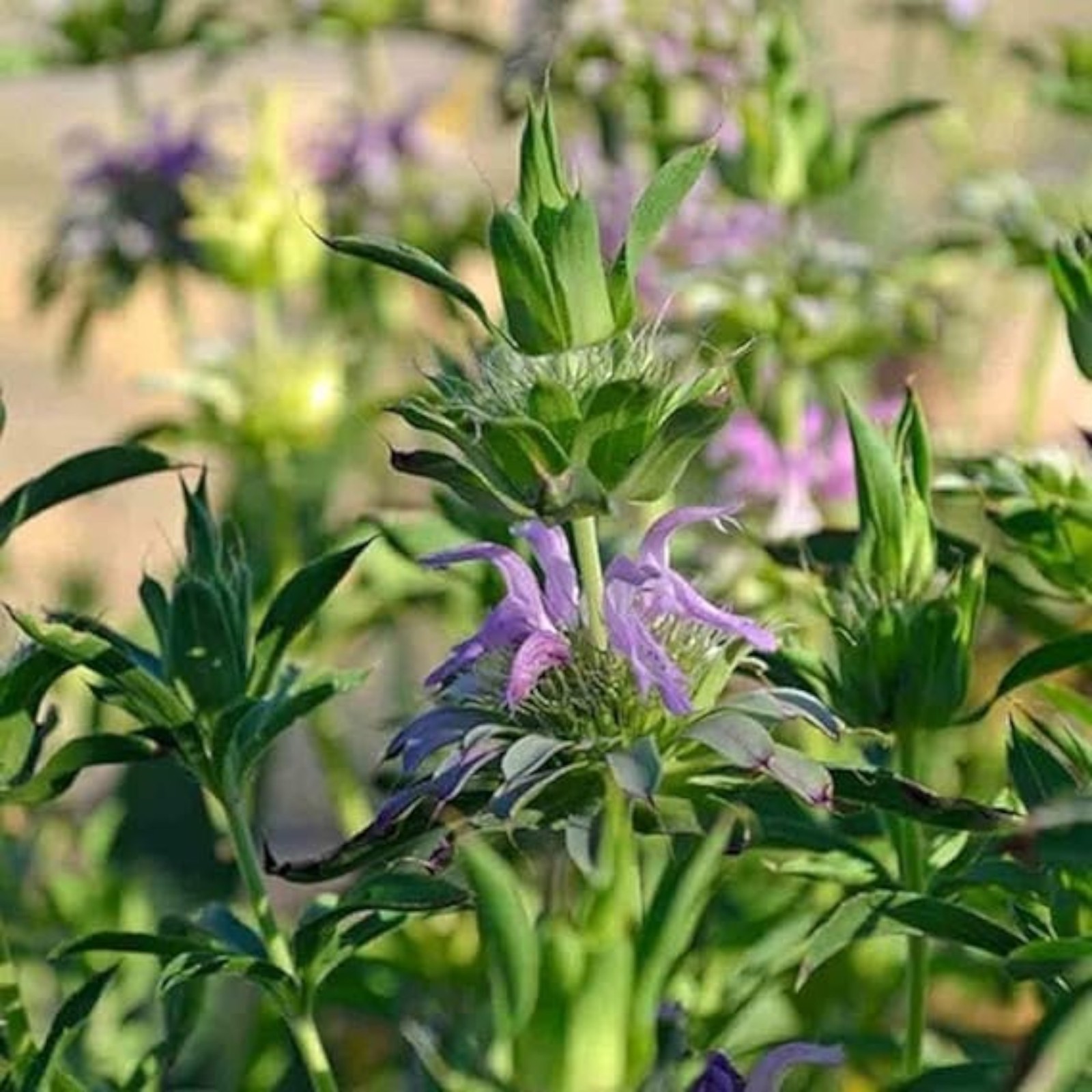 1000 Mint Seeds – Fast-Growing Aromatic Herb for Tea, Cooking & Garden Use