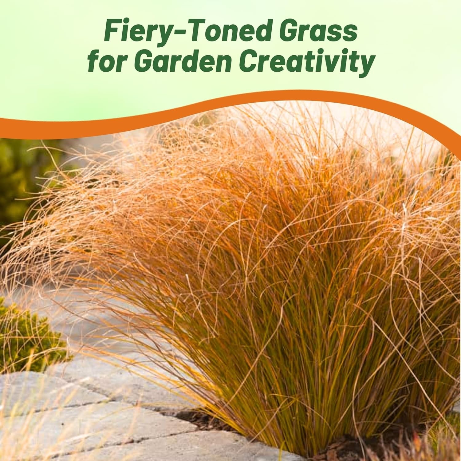 200 Seeds Carex Seed – Orange Sedge Ornamental Grass Seeds