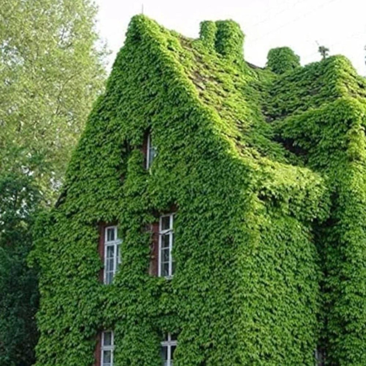 30 Climbing Ivy Seeds for Planting – Easy to Grow Boston Ivy Vine-Fast Shipping