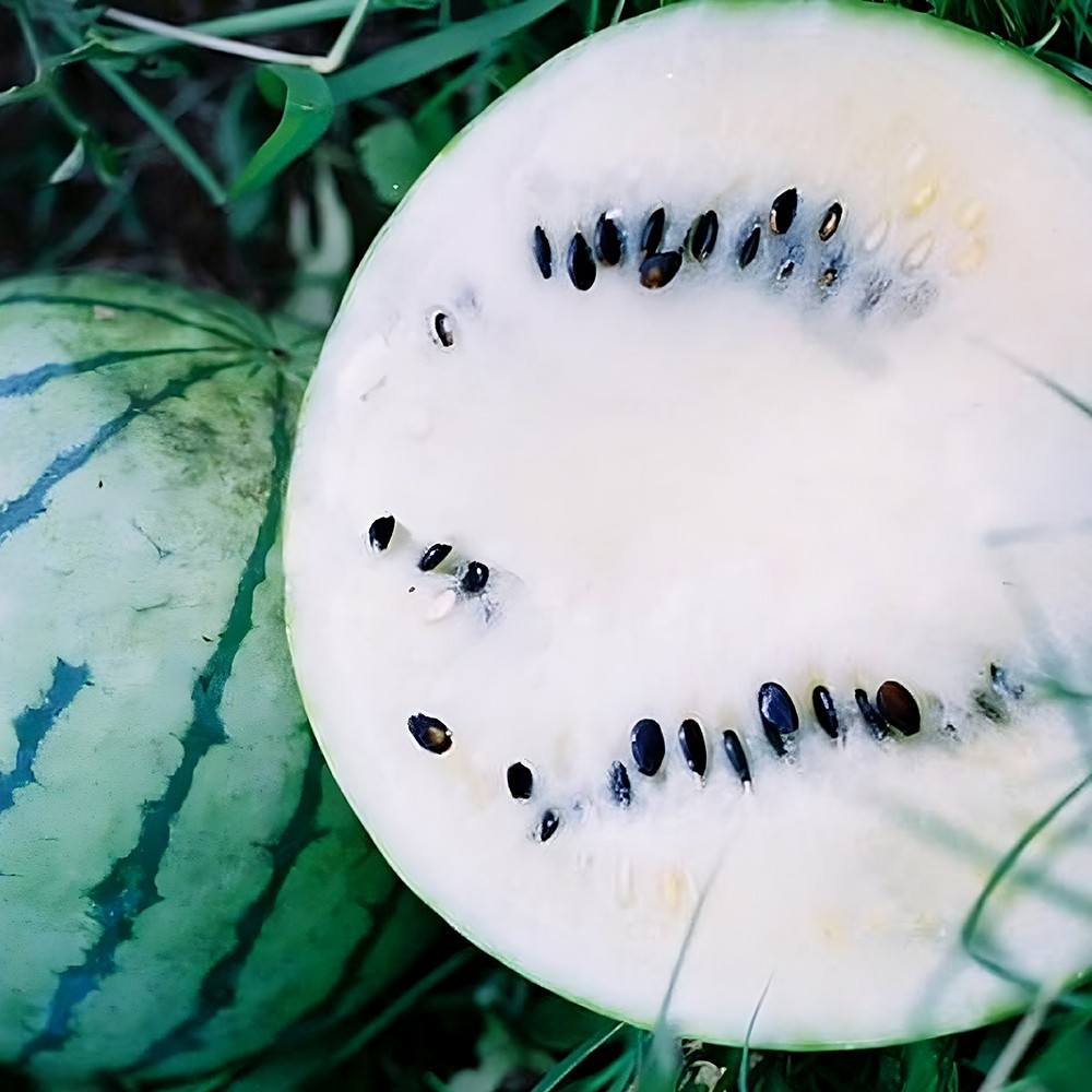 Cream Of Saskatchewan Watermelon Seeds | 8 – 12 LBS | Free Shipping | 1048