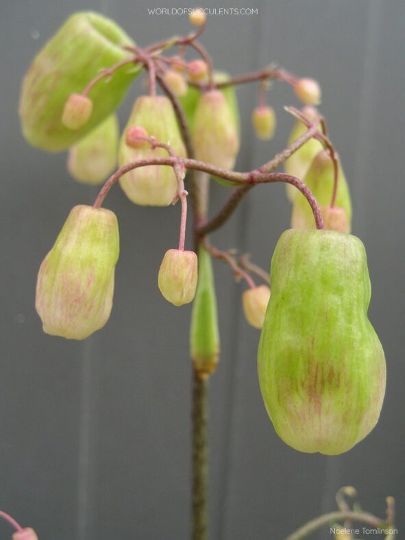 Miracle Leaf 12 count Folklore Medicinal Kalanchoe