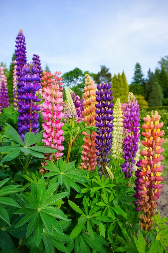 1/2 oz, 500+ seeds Russell Lupine Perennial Mixed Colors Lupinus Polyphyllus