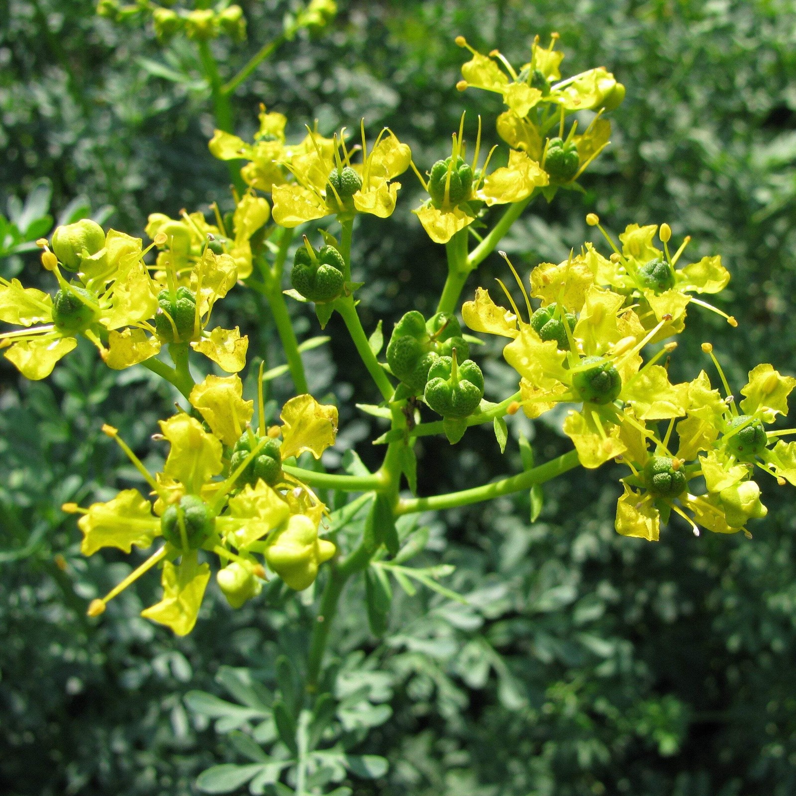 Rue Seeds (Ruta graveolens) ~Traditional Herb Perennial Pollinator Garden