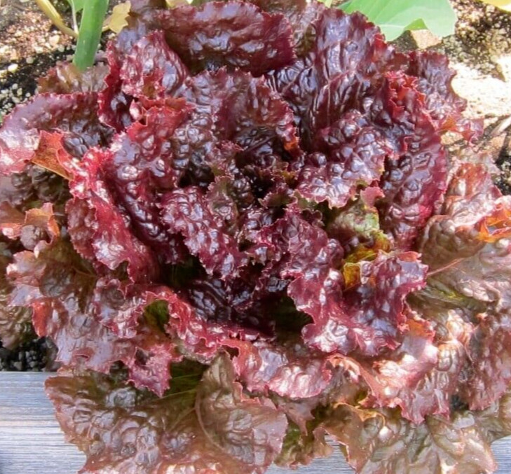2g Freshly Harvested Premium Red Sails Loose Leaf Lettuce Seeds-A 58