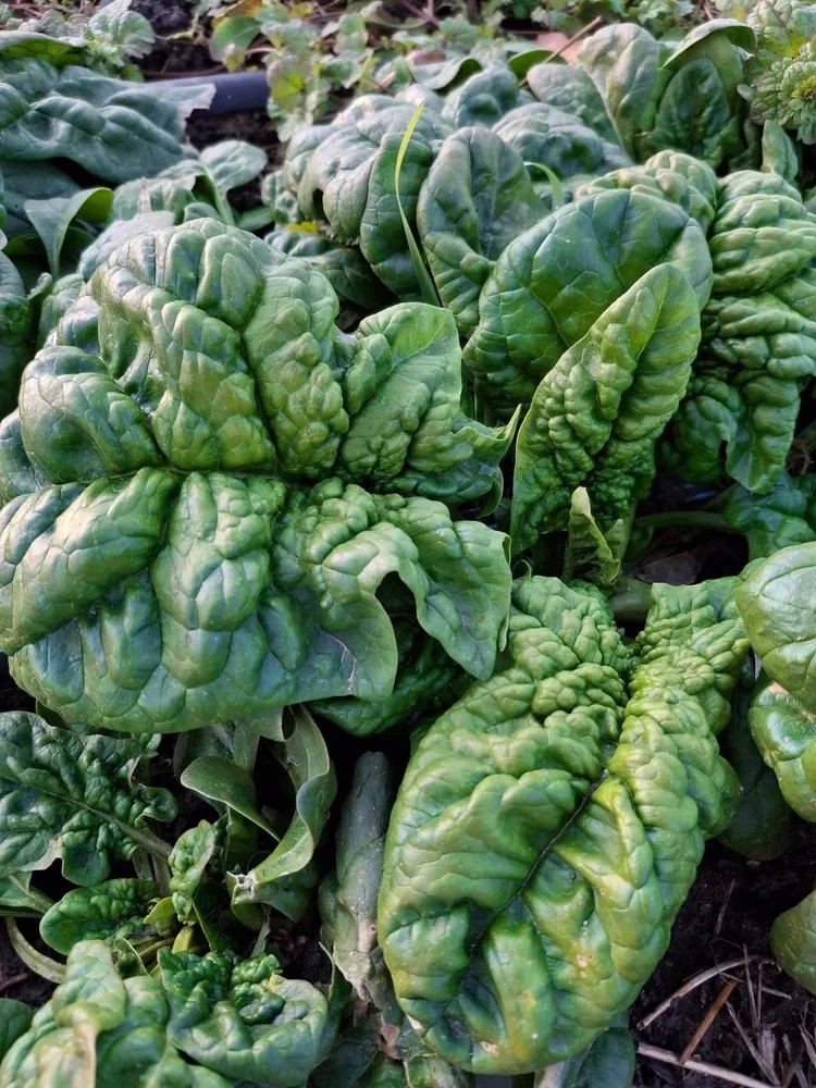 Bloomsdale Long Standing Spinach Seeds, NON-GMO Free Shipping!