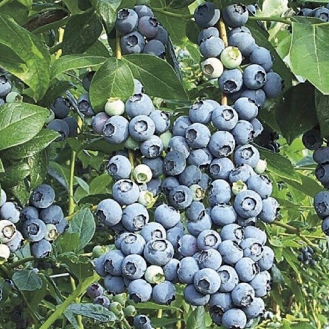 100+ Southern BLUEBERRY FRUIT SEEDS – Highbush (Vaccinium corymbosum) USA !