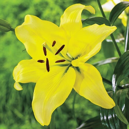 3 YELLOW COUNTY Asiatic Lily Live Flower Bulbs * ATTRACTS BUTTERFLIES