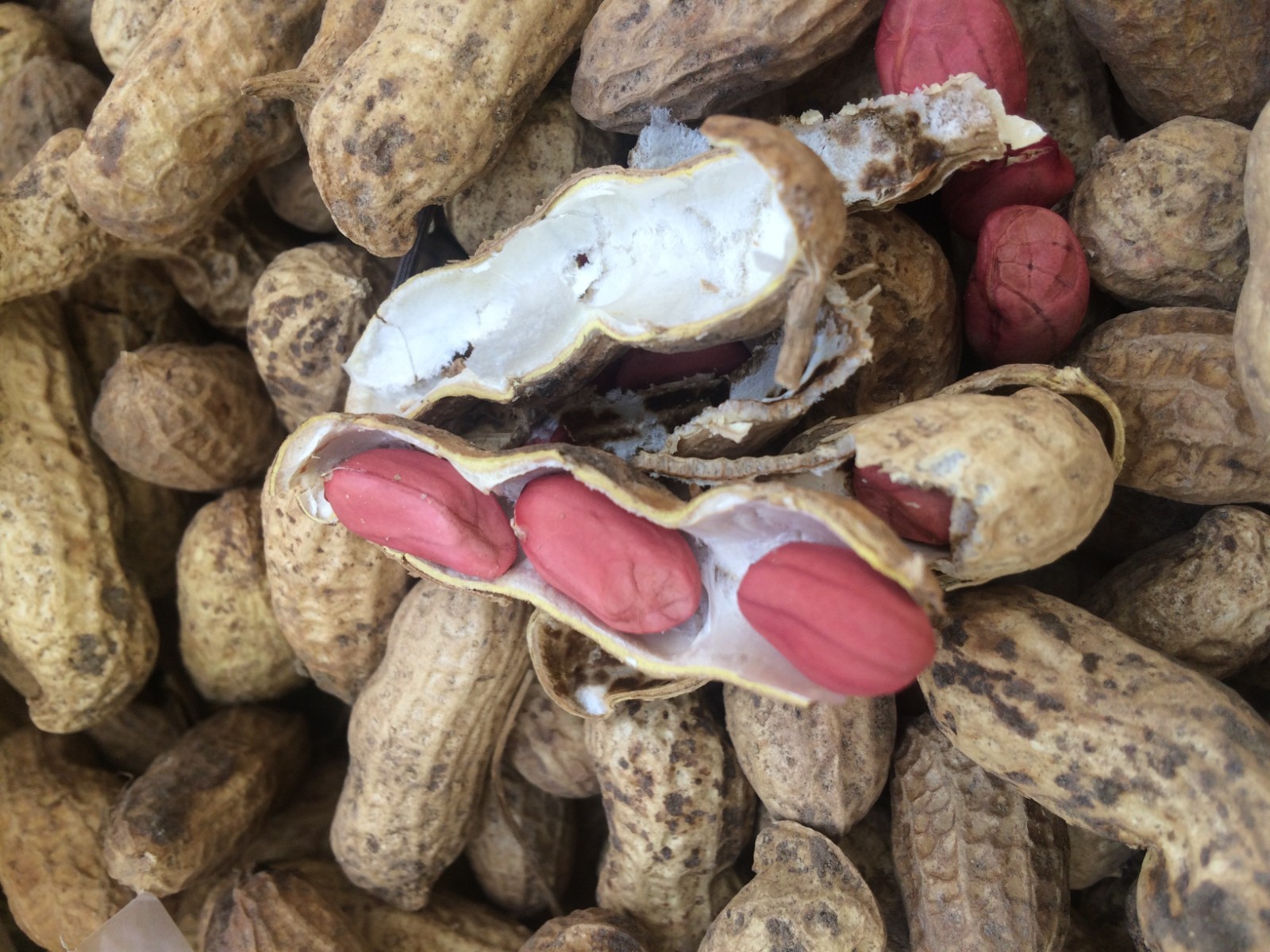 Tennessee Red Valencia Peanut Seeds, TREATED, NON-GMO, Peanut Butter, FREE SHIP