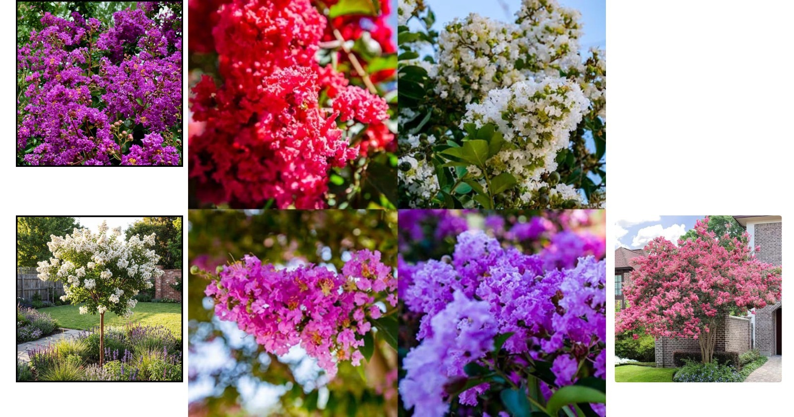 Crape Myrtle Seeds – 100+ GMO Free, Colorful Blooms Perfect for Outdoor Gardens
