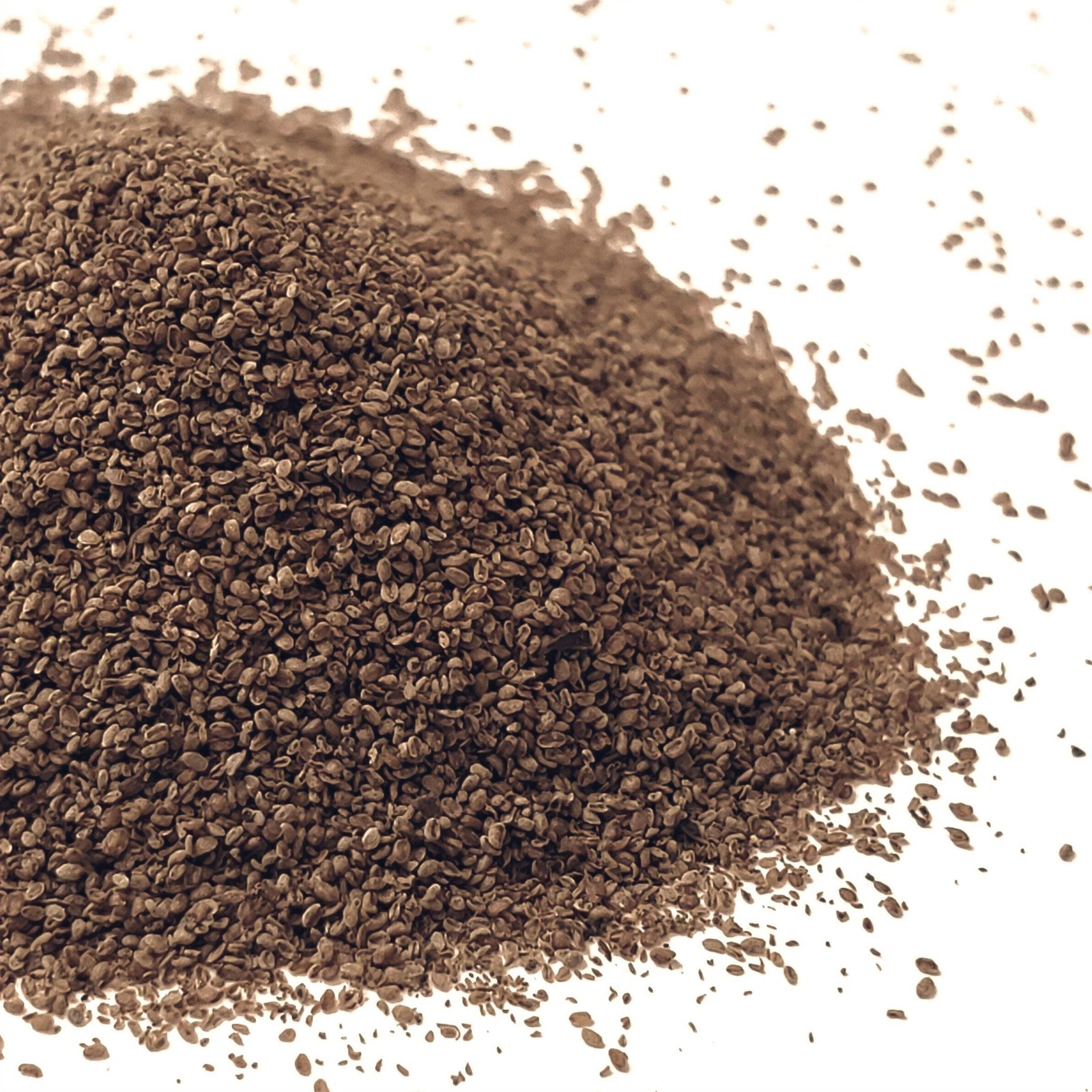 Culver’s Root Seeds (Veronicastrum virginicum) ~Native Wildflower Pollinator