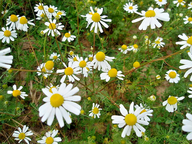GERMAN CHAMOMILE 100 SEEDS, HERB, SLEEP, CALMING, HEALING, MATRICARIA RECUTITA