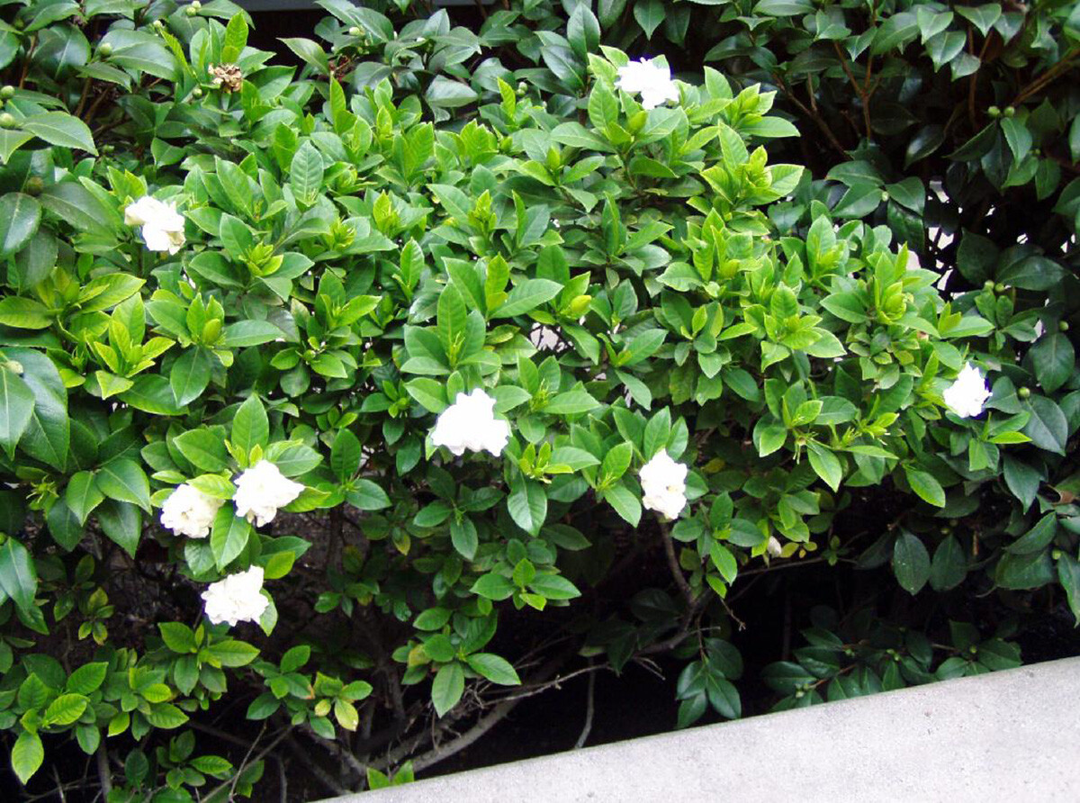 Fragrant Cape Jasmine Shrub, Gardenia jasminoides, Shrub Seeds