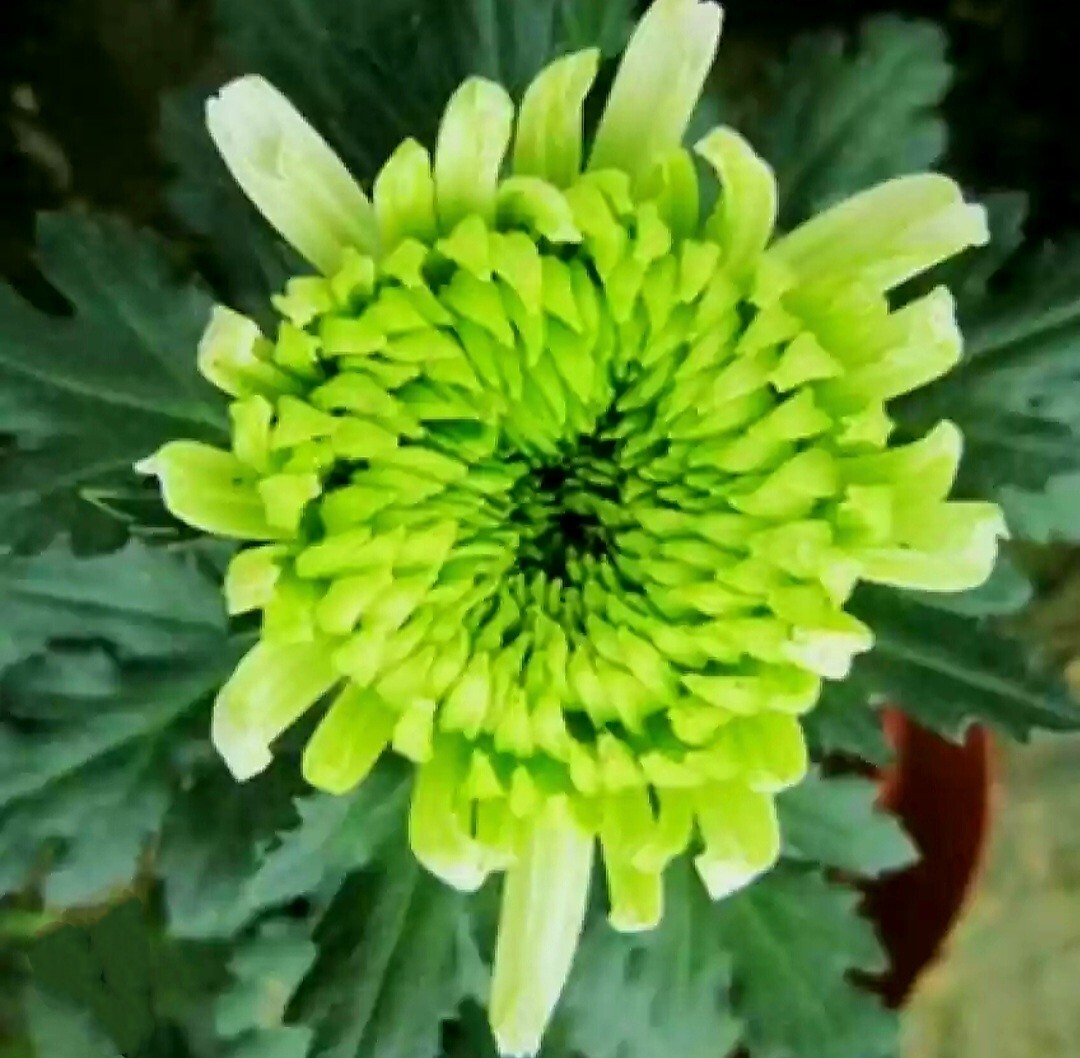 120 Chrysanthemum Seeds Green Flower Authentic Chinese Spider Edible-Tea