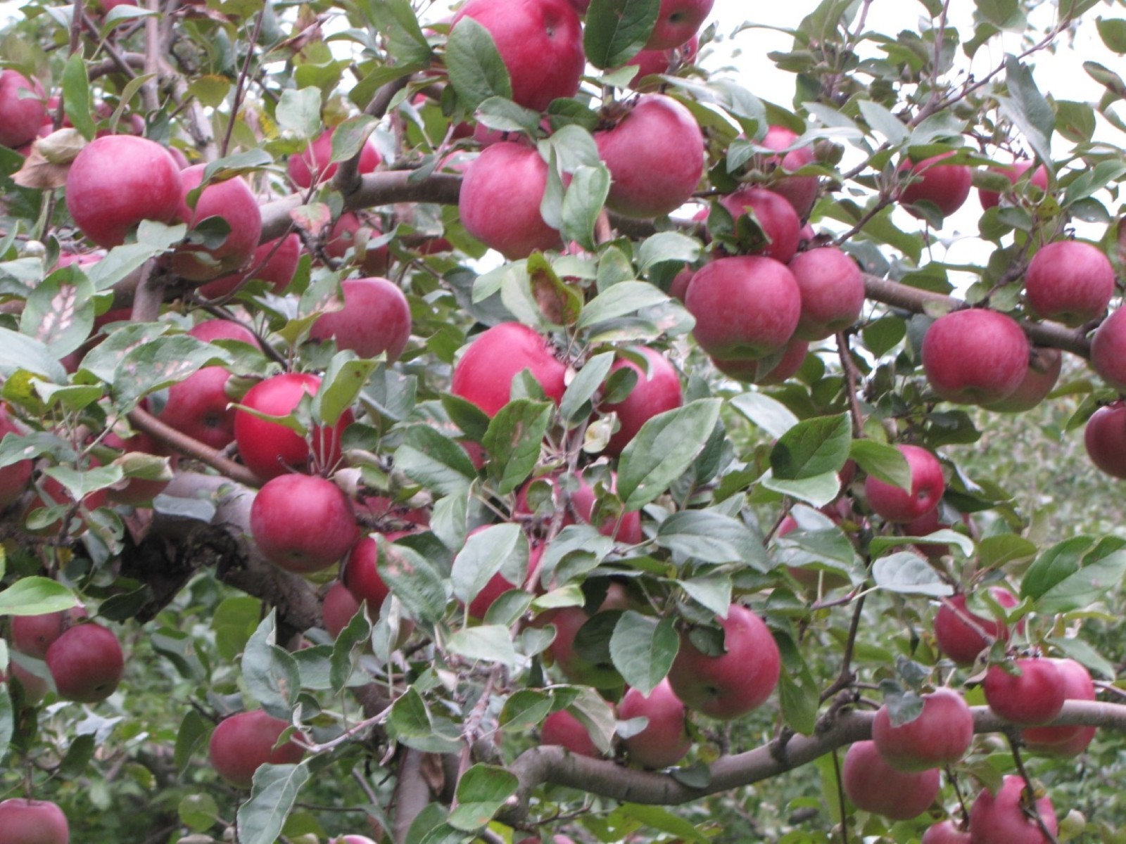 Empire Apple grafted 5x5x12 inches pot size 1 year old
