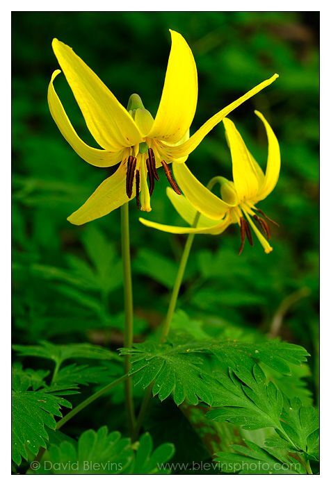 Trout Lily (Erythronium Americanum) | Bulbs