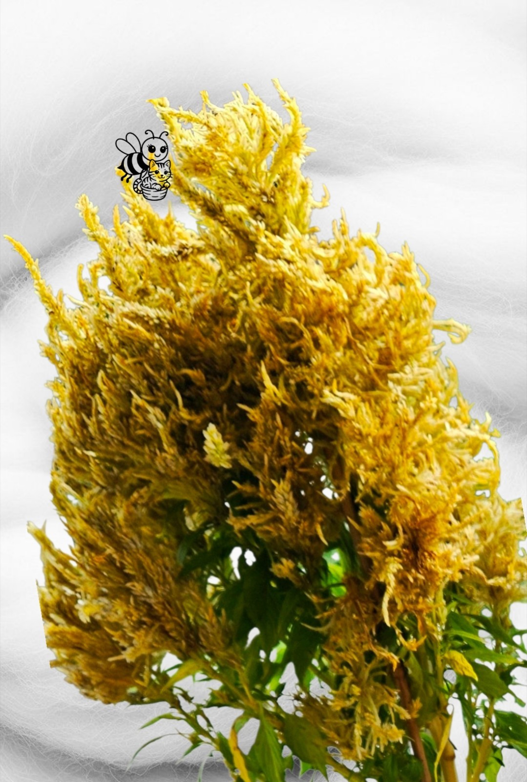 400 + Plume Mix Celosia Seeds | Scarlet &Yellow |