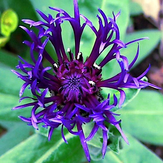 20 MOUNTAIN BLUE CORNFLOWER SEEDS PERENNIAL Centaurea montana Cold Hardy Plant