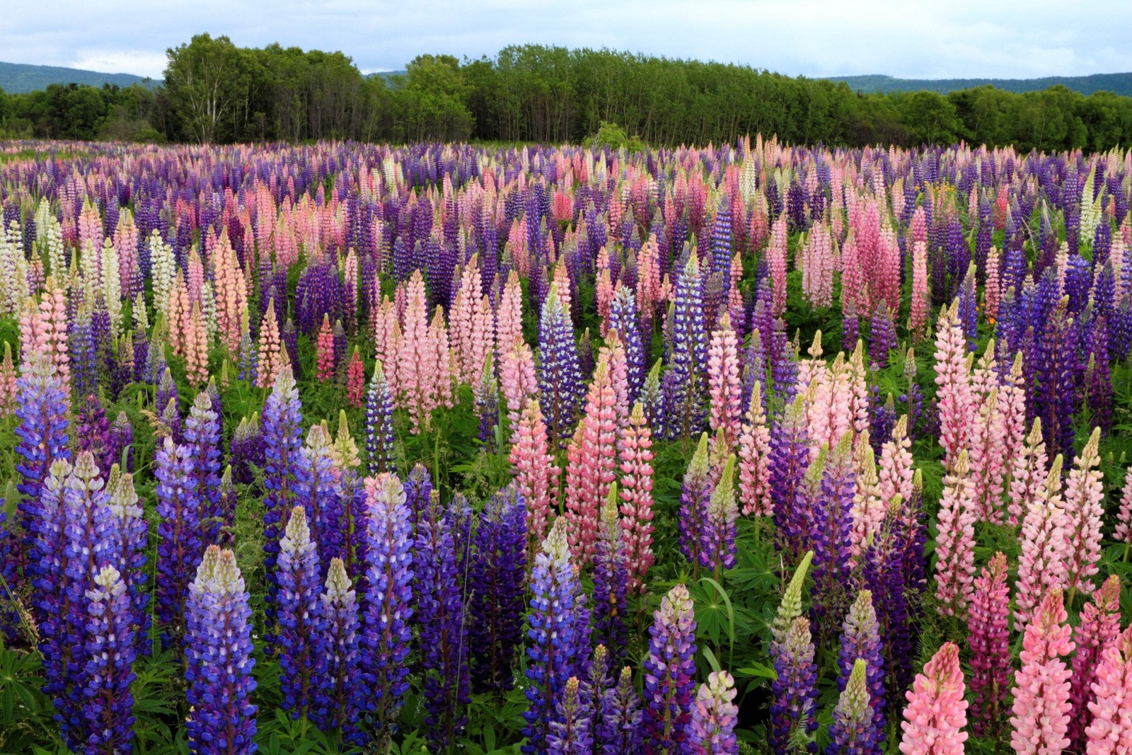 75 Mixed Colors RUSSELL LUPINE Bigleaf Lupinus Polyphyllus Flower Seeds