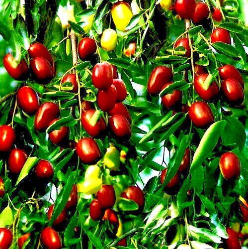 10 JUJUBE FRUIT TREE SEEDS RED CHINESE DATE INDIAN PLUM Superfruit Fast Hardy