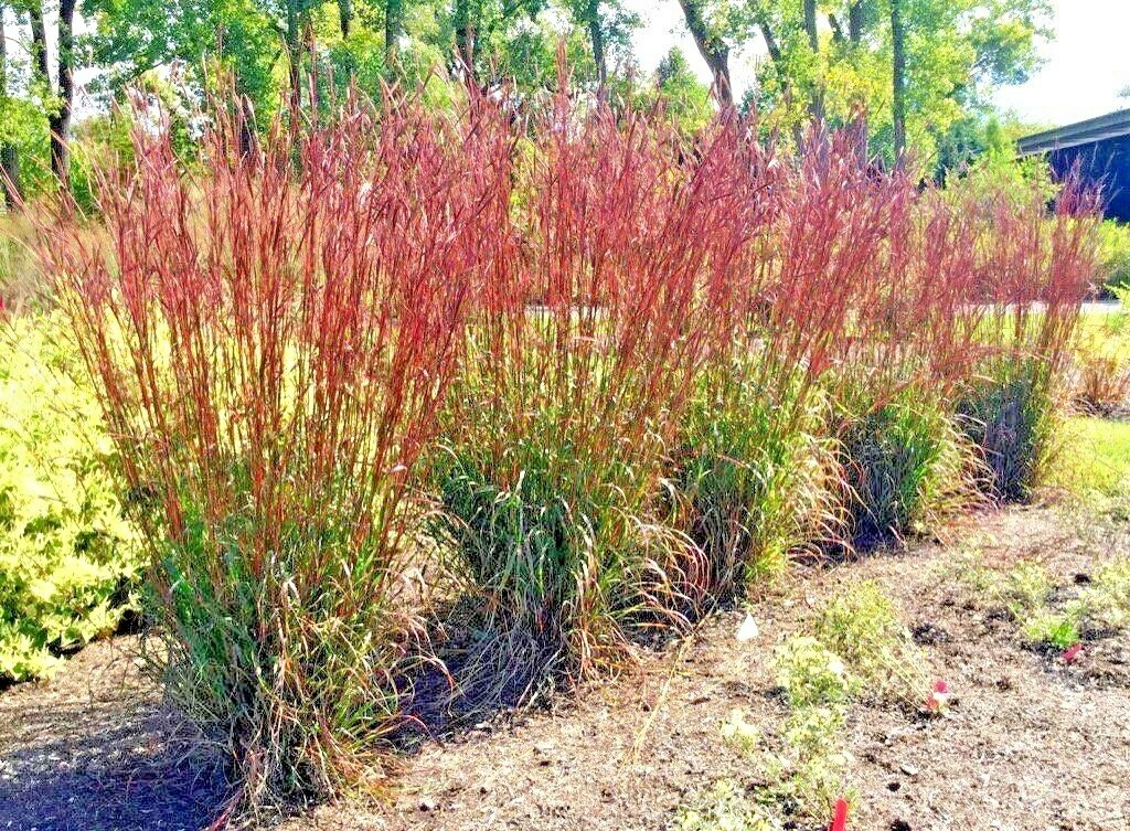 501+BIG BLUESTEM Seeds Native Tall Grass Prairie Ornamental Drought Heat Cold