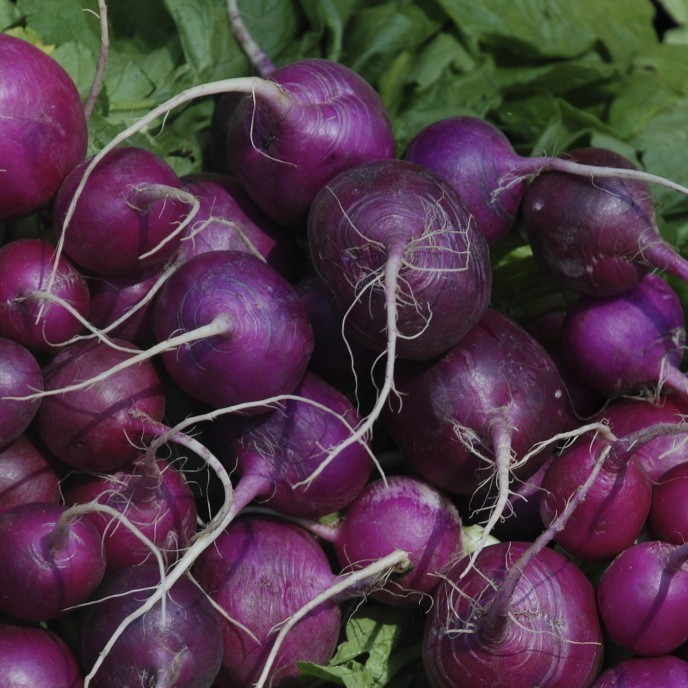 Purple Plum Radish Seeds, NON-GMO, Cruciferous, Variety Sizes, FREE SHIPPING
